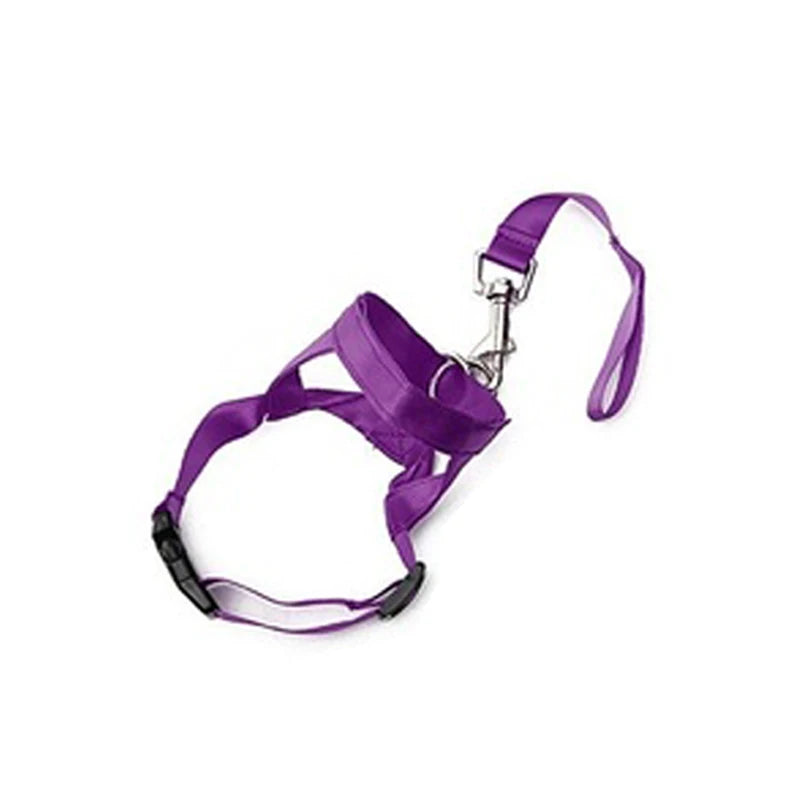 purple head collar training leash
