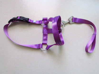 purple, head harness training leash
