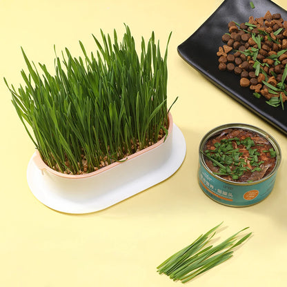 an example of the grass in the cat growing box and dishes of food with cat grass as a garnish