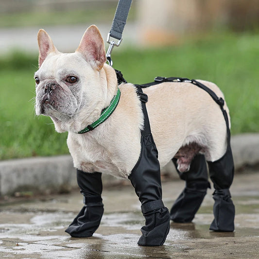 French bulldog, black suspender boots, the boot sits high on the dogs leg to help keep them dry. the suspenders attach to each other which helps keep them up.