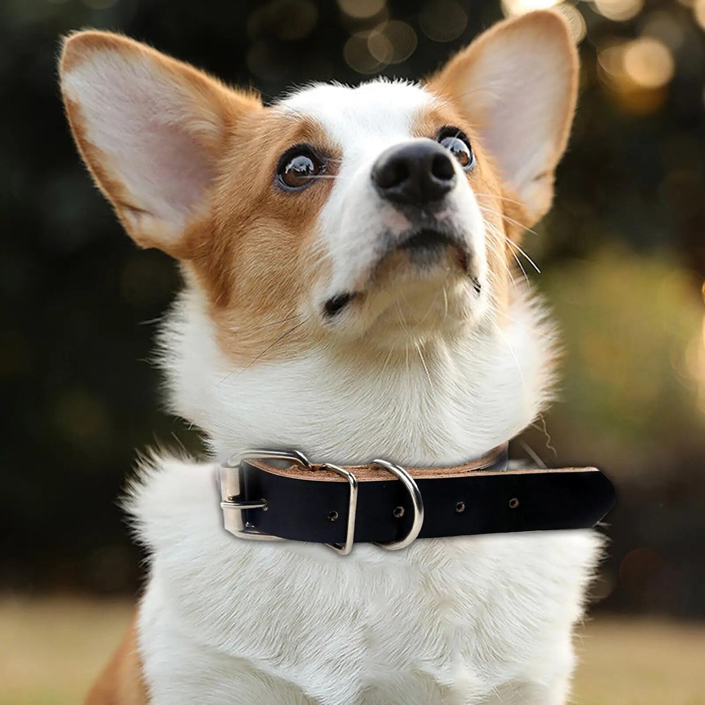 picture of a dog wearing the black rolled leather dog collar