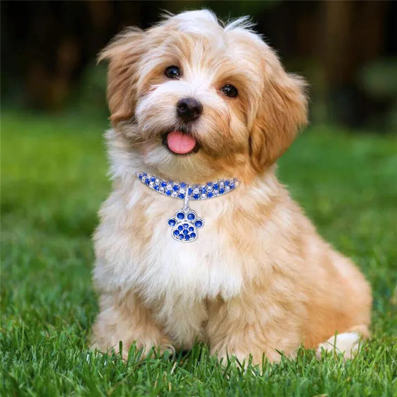 rhinestone collar for cats, look great on small dogs this dog is wearing a blue collar