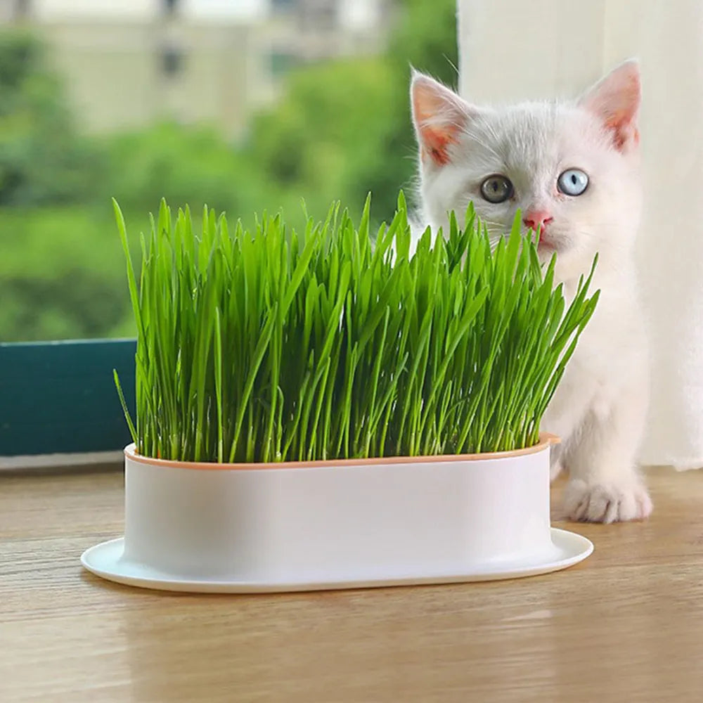 cat grass in the growing box with a white kitten about to have a bite