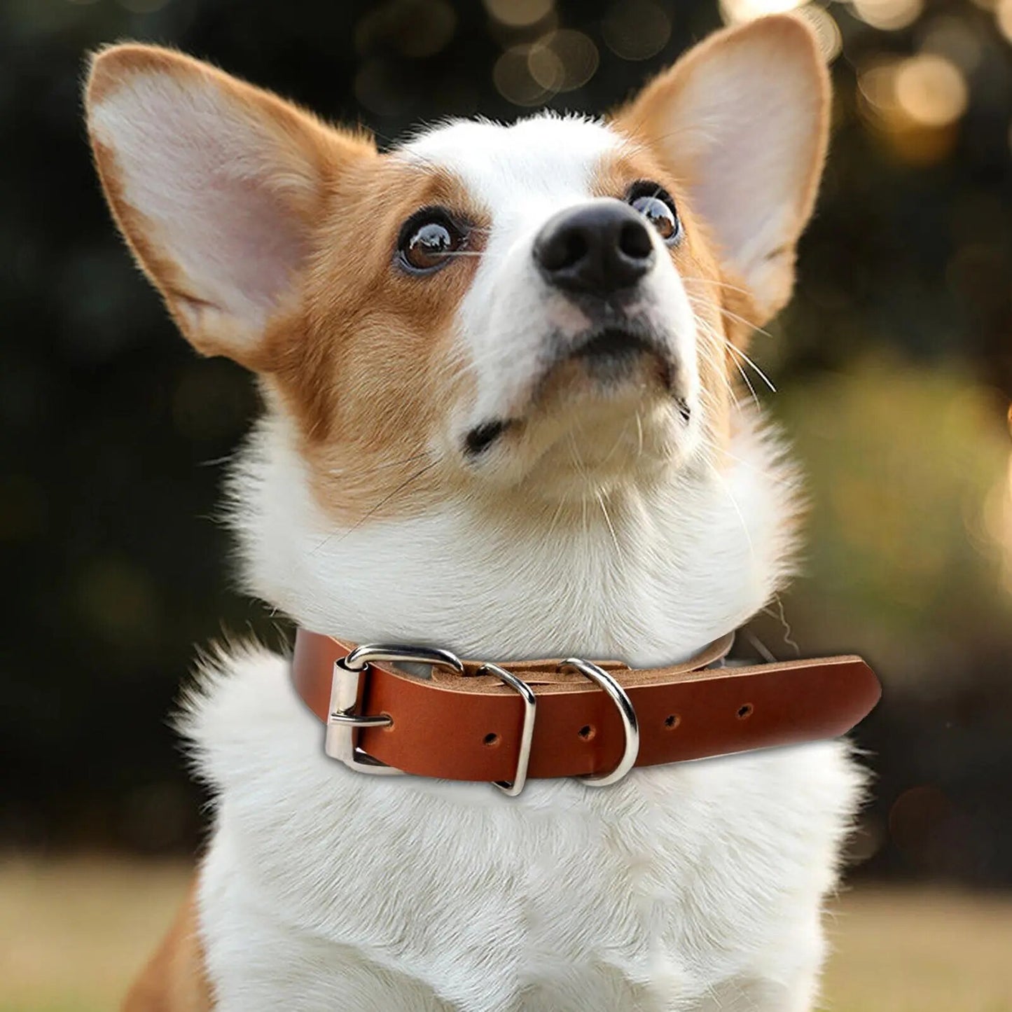 picture of a dog wearing the brown rolled leather dog collar